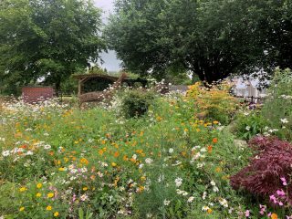 Roe Deer Tavistock Sensory Garden